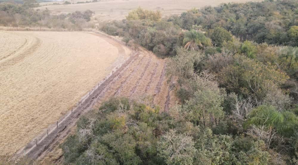O reflorestamento traz diversos benefícios ambientais, como a prevenção da erosão do solo, a melhoria da qualidade do ar e da água, além de promover a conservação da biodiversidade.