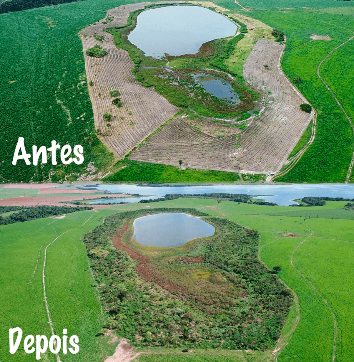 Preparo do solo e reflorestamento de matas nativas da região