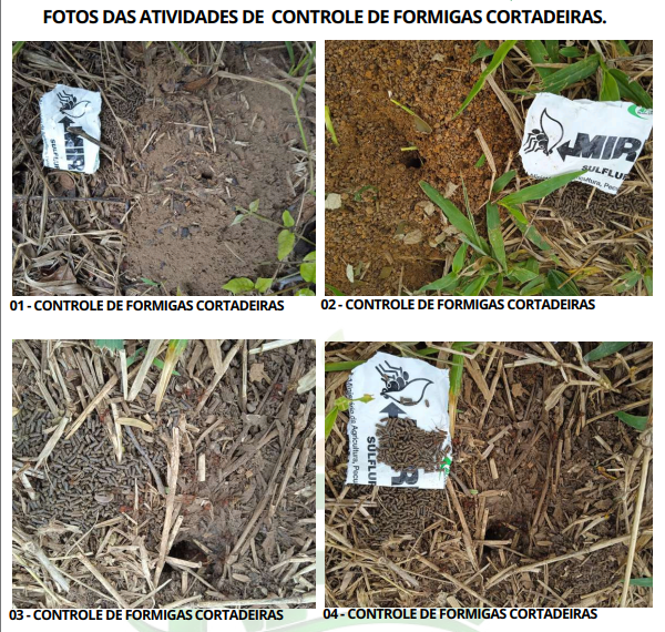 formigas cortadeiras 3