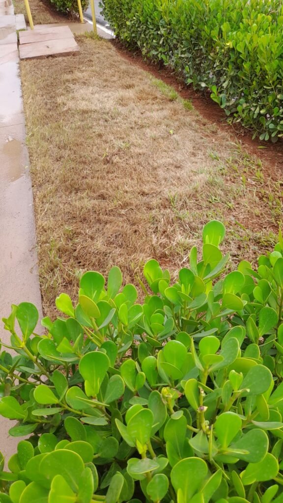 Seu jardim nas mãos de profissionais