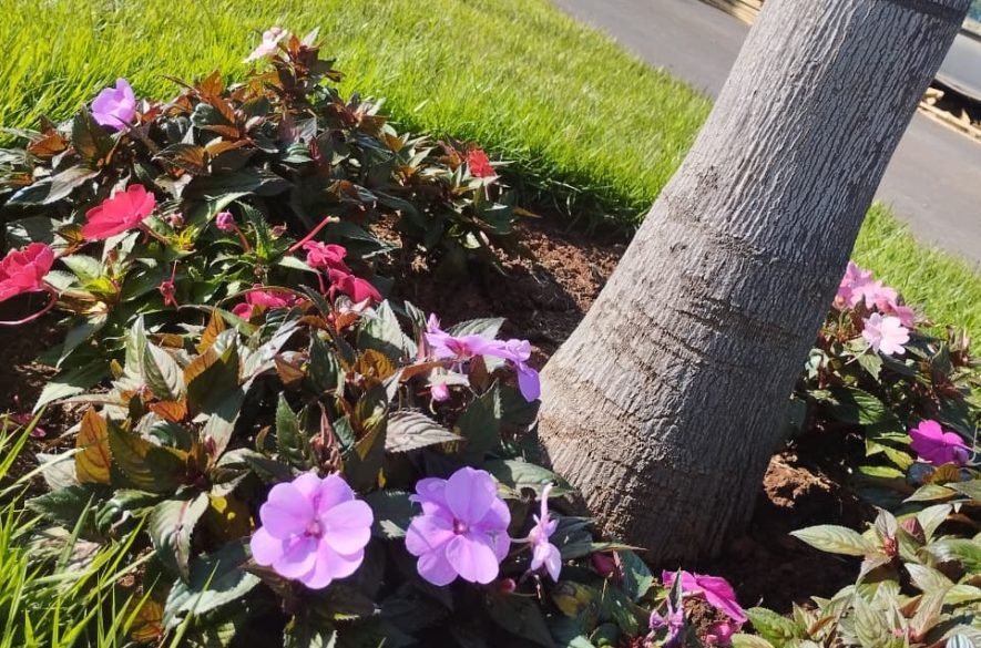 Jardinagem e manutenção